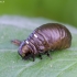 Mint Leaf Beetle - Chrysolina herbacea, larva | Fotografijos autorius : Romas Ferenca | © Macronature.eu | Macro photography web site