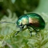 Pipirmėtinis puošnys - Chrysolina herbacea | Fotografijos autorius : Romas Ferenca | © Macronature.eu | Macro photography web site