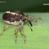 Minute seed weevil - Oprohinus suturalis | Fotografijos autorius : Lukas Jonaitis | © Macronature.eu | Macro photography web site