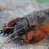 Mole Cricket - Gryllotalpa gryllotalpa | Fotografijos autorius : Gintautas Steiblys | © Macronature.eu | Macro photography web site