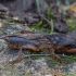 Mole cricket - Gryllotalpa gryllotalpa | Fotografijos autorius : Žilvinas Pūtys | © Macronature.eu | Macro photography web site