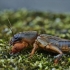 Mole cricket - Gryllotalpa gryllotalpa | Fotografijos autorius : Kęstutis Obelevičius | © Macronature.eu | Macro photography web site