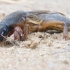 Mole cricket | Fotografijos autorius : Rasa Gražulevičiūtė | © Macronature.eu | Macro photography web site