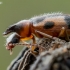 Monoceros Beetle - Notoxus monoceros  | Fotografijos autorius : Oskaras Venckus | © Macronature.eu | Macro photography web site