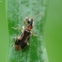 Monoceros Beetle - Notoxus monoceros | Fotografijos autorius : Vidas Brazauskas | © Macronature.eu | Macro photography web site