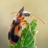 Monoceros Beetle - Notoxus monoceros | Fotografijos autorius : Gintautas Steiblys | © Macronature.eu | Macro photography web site