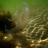 Paprastoji medūza - Aurelia aurita | Fotografijos autorius : Aivaras Markauskas | © Macrogamta.lt | Šis tinklapis priklauso bendruomenei kuri domisi makro fotografija ir fotografuoja gyvąjį makro pasaulį.