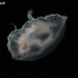 Moon Jelly - Aurelia aurita | Fotografijos autorius : Gintautas Steiblys | © Macronature.eu | Macro photography web site