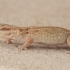 Desert Wall Gecko - Tarentola deserti | Fotografijos autorius : Gintautas Steiblys | © Macronature.eu | Macro photography web site