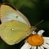 Moorland clouded yellow - Colias palaeno | Fotografijos autorius : Gintautas Steiblys | © Macronature.eu | Macro photography web site