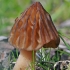 Puslaisvis briedžiukas - Morchella semilibera | Fotografijos autorius : Gintautas Steiblys | © Macrogamta.lt | Šis tinklapis priklauso bendruomenei kuri domisi makro fotografija ir fotografuoja gyvąjį makro pasaulį.