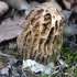 Morel - Morchella sp. | Fotografijos autorius : Vytautas Tamutis | © Macronature.eu | Macro photography web site