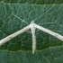 Morning-glory Plume moth - Emmelina monodactyla | Fotografijos autorius : Žilvinas Pūtys | © Macronature.eu | Macro photography web site