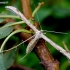 Vijoklinis pirštasparnis - Emmelina monodactyla | Fotografijos autorius : Romas Ferenca | © Macronature.eu | Macro photography web site
