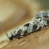 Moth - Nemapogon sp. | Fotografijos autorius : Vidas Brazauskas | © Macronature.eu | Macro photography web site