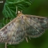 Mother of Pearl - Pleuroptya ruralis  | Fotografijos autorius : Gintautas Steiblys | © Macronature.eu | Macro photography web site