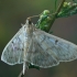 Mother of Pearl - Pleuroptya ruralis | Fotografijos autorius : Gintautas Steiblys | © Macronature.eu | Macro photography web site