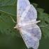 Mother of Pearl - Pleuroptya ruralis | Fotografijos autorius : Darius Baužys | © Macronature.eu | Macro photography web site