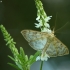 Mother of Pearl - Pleuroptya ruralis | Fotografijos autorius : Vidas Brazauskas | © Macronature.eu | Macro photography web site