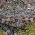 Mottled Beauty - Alcis repandata ♂ | Fotografijos autorius : Žilvinas Pūtys | © Macronature.eu | Macro photography web site