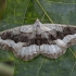 Mottled Beauty - Alcis repandata f. conversaria | Fotografijos autorius : Žilvinas Pūtys | © Macronature.eu | Macro photography web site