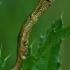 Mottled Beauty - Alcis repandata, caterpillar | Fotografijos autorius : Romas Ferenca | © Macronature.eu | Macro photography web site