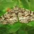 Mottled Beauty - Alcis repandata | Fotografijos autorius : Ramunė Vakarė | © Macronature.eu | Macro photography web site