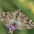 Mottled Beauty - Alcis repandata | Fotografijos autorius : Gintautas Steiblys | © Macronature.eu | Macro photography web site