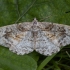 Mottled Beauty - Alcis repandata | Fotografijos autorius : Žilvinas Pūtys | © Macronature.eu | Macro photography web site