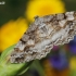 Mottled Beauty - Alcis repandata | Fotografijos autorius : Arūnas Eismantas | © Macronature.eu | Macro photography web site