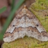 Mottled Umber - Erannis defoliaria ♂ | Fotografijos autorius : Žilvinas Pūtys | © Macronature.eu | Macro photography web site