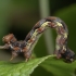 Mottled Umber - Erannis defoliaria, caterpillar | Fotografijos autorius : Žilvinas Pūtys | © Macronature.eu | Macro photography web site