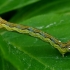 Mottled Umber - Erannis defoliaria, caterpillar | Fotografijos autorius : Romas Ferenca | © Macronature.eu | Macro photography web site