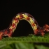 Mottled Umber - Erannis defoliaria, caterpillar | Fotografijos autorius : Joana Katina | © Macronature.eu | Macro photography web site