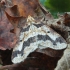 Mottled Umber - Erannis defoliaria | Fotografijos autorius : Vytautas Gluoksnis | © Macronature.eu | Macro photography web site