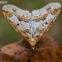 Mottled Umber - Erannis defoliaria | Fotografijos autorius : Oskaras Venckus | © Macronature.eu | Macro photography web site