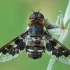 Mottled bee-fly - Thyridanthrax fenestratus ♀ | Fotografijos autorius : Gintautas Steiblys | © Macronature.eu | Macro photography web site