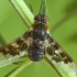 Mottled bee-fly - Thyridanthrax fenestratus | Fotografijos autorius : Kazimieras Martinaitis | © Macrogamta.lt | Šis tinklapis priklauso bendruomenei kuri domisi makro fotografija ir fotografuoja gyvąjį makro pasaulį.