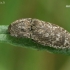 Mottled dingy-brown Click Beetle - Agrypnus murinus  | Fotografijos autorius : Gintautas Steiblys | © Macronature.eu | Macro photography web site