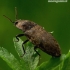 Kanapėtasis spragšis - Agrypnus murinus | Fotografijos autorius : Romas Ferenca | © Macronature.eu | Macro photography web site