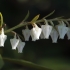 Gausiažiedis bereinutis - Pieris floribunda | Fotografijos autorius : Gintautas Steiblys | © Macronature.eu | Macro photography web site