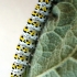 Mullein moth - Cucullia verbasci, caterpillar | Fotografijos autorius : Giedrius Švitra | © Macronature.eu | Macro photography web site