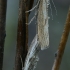 Murzinoji agrifila - Agriphila inquinatella | Fotografijos autorius : Gintautas Steiblys | © Macrogamta.lt | Šis tinklapis priklauso bendruomenei kuri domisi makro fotografija ir fotografuoja gyvąjį makro pasaulį.