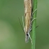 Murzinoji agrifila - Agriphila inquinatella | Fotografijos autorius : Gintautas Steiblys | © Macrogamta.lt | Šis tinklapis priklauso bendruomenei kuri domisi makro fotografija ir fotografuoja gyvąjį makro pasaulį.