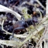 Musė - Crumomyia pedestris | Fotografijos autorius : Romas Ferenca | © Macrogamta.lt | Šis tinklapis priklauso bendruomenei kuri domisi makro fotografija ir fotografuoja gyvąjį makro pasaulį.