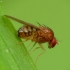 Vaismusė - Drosophila phalerata | Fotografijos autorius : Vidas Brazauskas | © Macrogamta.lt | Šis tinklapis priklauso bendruomenei kuri domisi makro fotografija ir fotografuoja gyvąjį makro pasaulį.