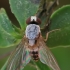 Vaismusė - Leucophenga maculata | Fotografijos autorius : Gintautas Steiblys | © Macrogamta.lt | Šis tinklapis priklauso bendruomenei kuri domisi makro fotografija ir fotografuoja gyvąjį makro pasaulį.