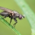 Žiedenė - Phorbia sp. | Fotografijos autorius : Gintautas Steiblys | © Macrogamta.lt | Šis tinklapis priklauso bendruomenei kuri domisi makro fotografija ir fotografuoja gyvąjį makro pasaulį.