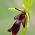 Musinis ofris - Ophrys insectifera | Fotografijos autorius : Gintautas Steiblys | © Macrogamta.lt | Šis tinklapis priklauso bendruomenei kuri domisi makro fotografija ir fotografuoja gyvąjį makro pasaulį.