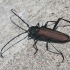 Musk Beetle - Aromia moschata  ♀ | Fotografijos autorius : Vytautas Gluoksnis | © Macronature.eu | Macro photography web site